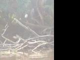 Wood Stork on a Limb.jpg